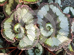 Begonia Ã¢â¬ËEscargotÃ¢â¬â¢ p.p.a.f. Begonia rex hybrid Plant Patent Applied For - Propagation Prohibited or Schnecken Begonie